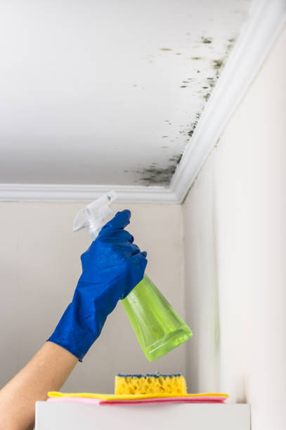 Why You Should Choose Our Mold Remediation Services in Combee Settlement, FL